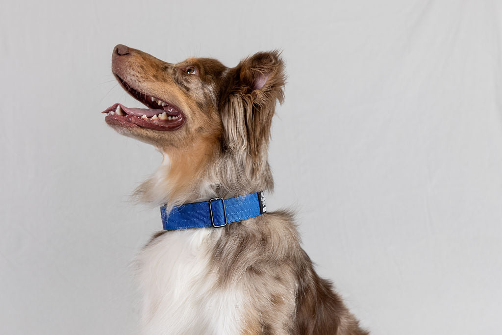 Black Koira Martingale Dog Collar – Essential Line