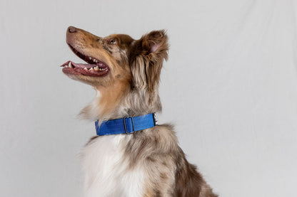 Black Koira Martingale Dog Collar – Essential Line