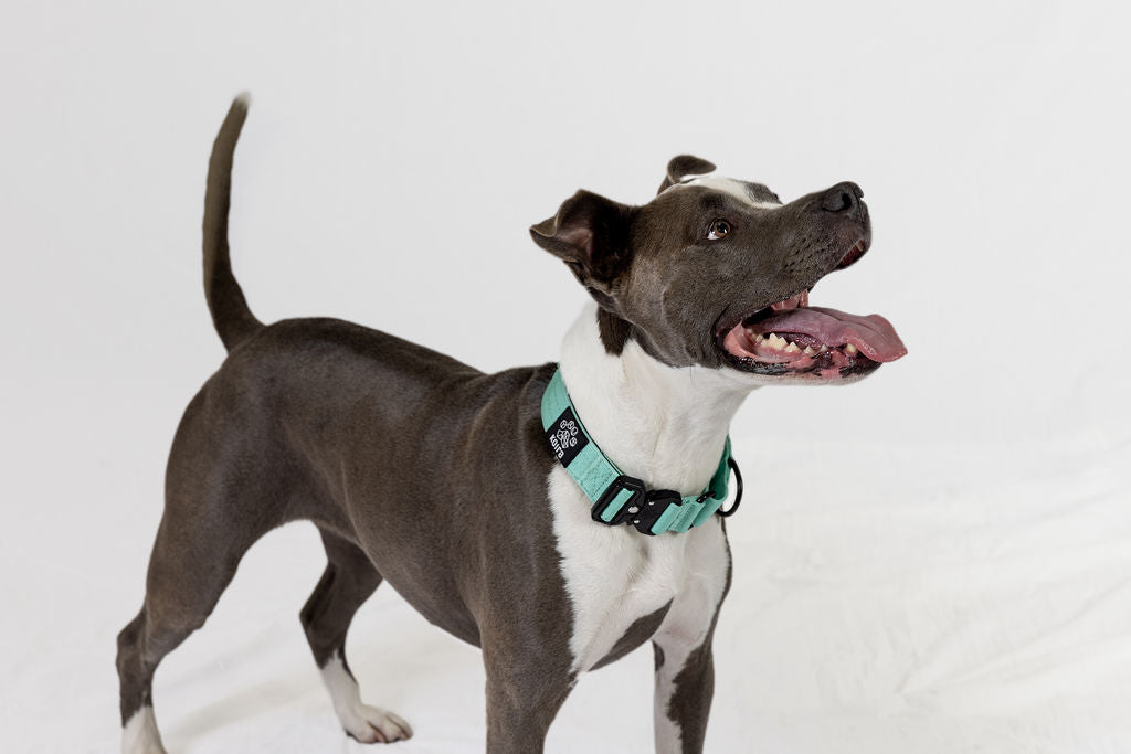 Black Koira Martingale Dog Collar – Essential Line