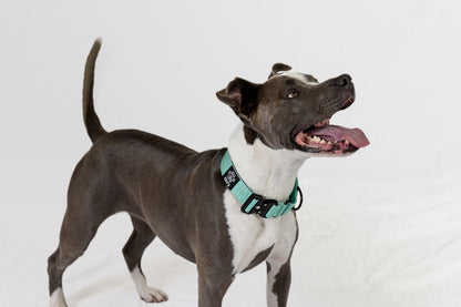 Black Koira Martingale Dog Collar – Essential Line