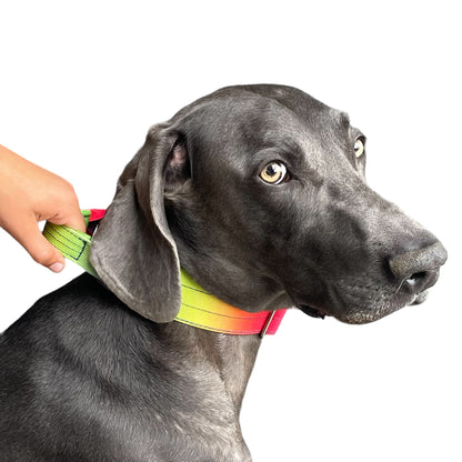 Tactical Dog Collar Rainbow Gradient (2"/ 5cm)