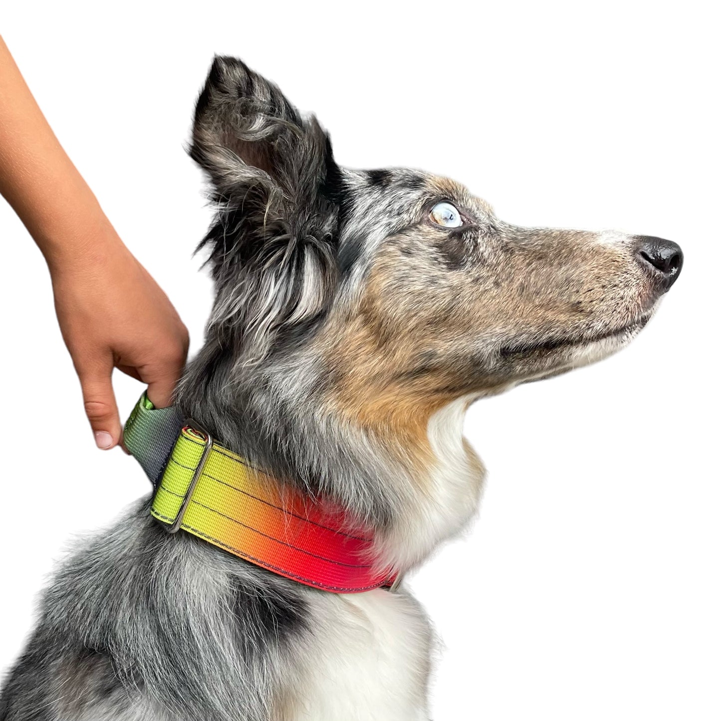 Tactical Dog Collar Rainbow Gradient (2"/ 5cm)