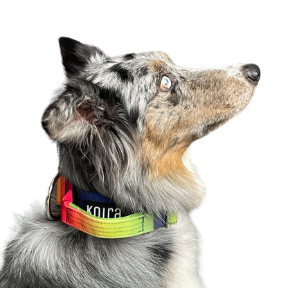 Tactical Dog Collar Rainbow Gradient (2"/ 5cm)