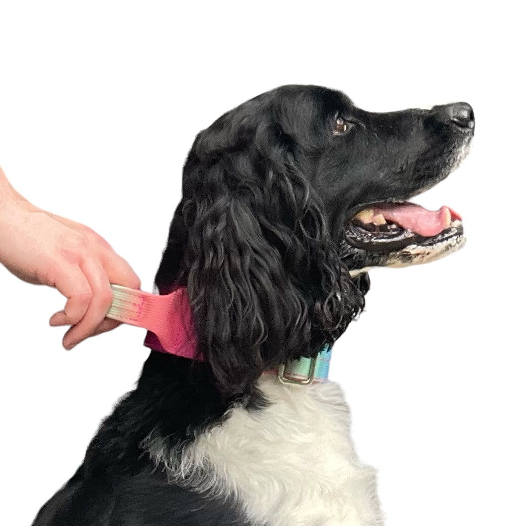 Tactical Dog Collar Rainbow Gradient (2"/ 5cm)